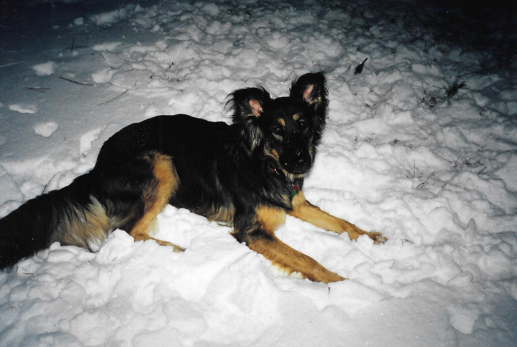 Abby in the snow