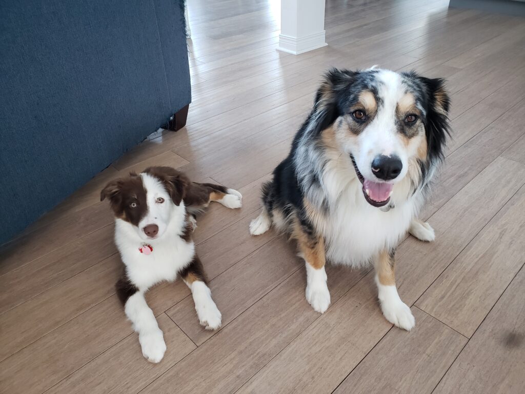 Ruby and Sigmund - Ontario, Canada