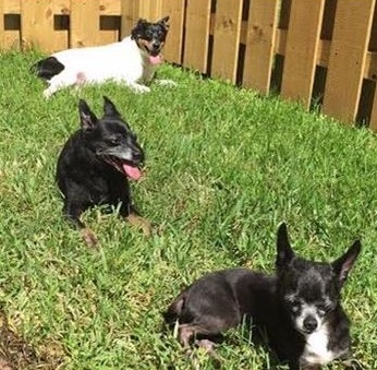 Gizzie, Lilly and Maddee - Texas, U.S.