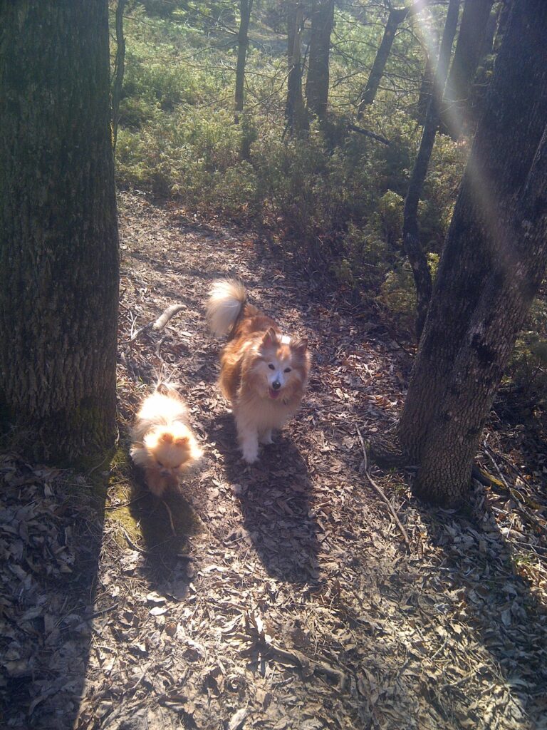 Jacob and Stevie in the woods