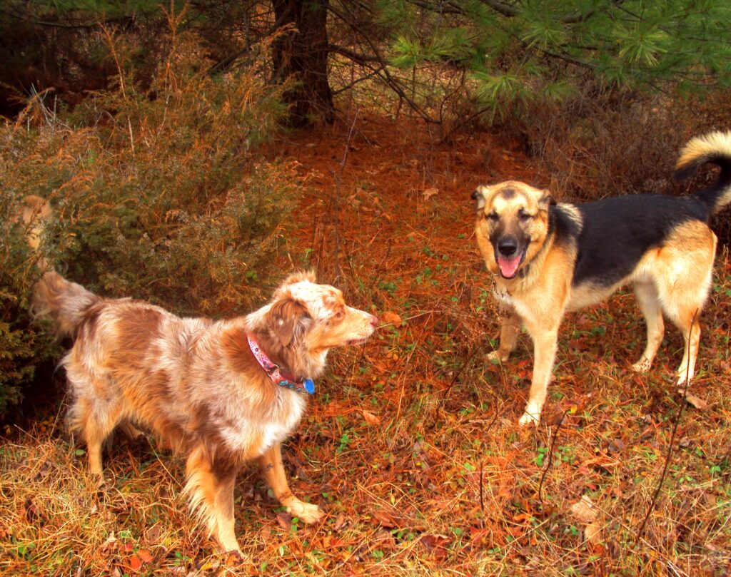 Tasha - Australian Shepherd, Jordie - German Shepherd x Alaskan Malamute
