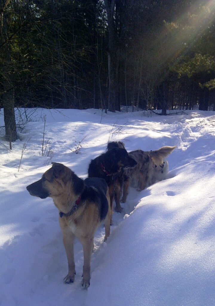 The dogs enjoying a warm winter day