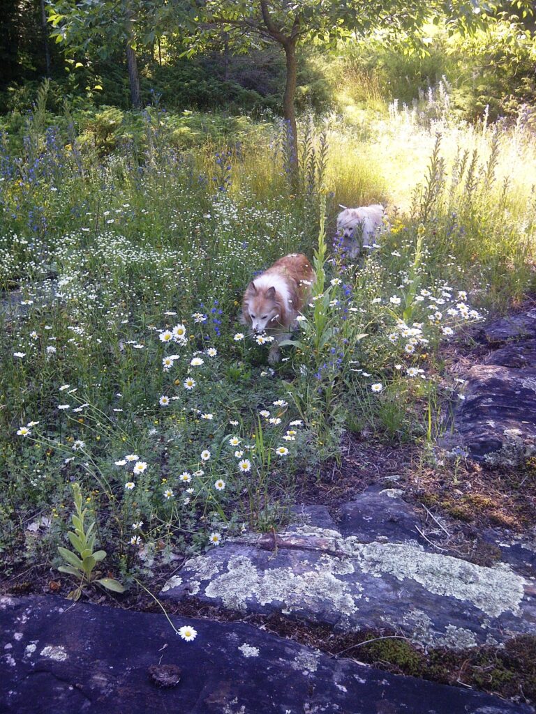 Stevie and Zoey in the wildflowers