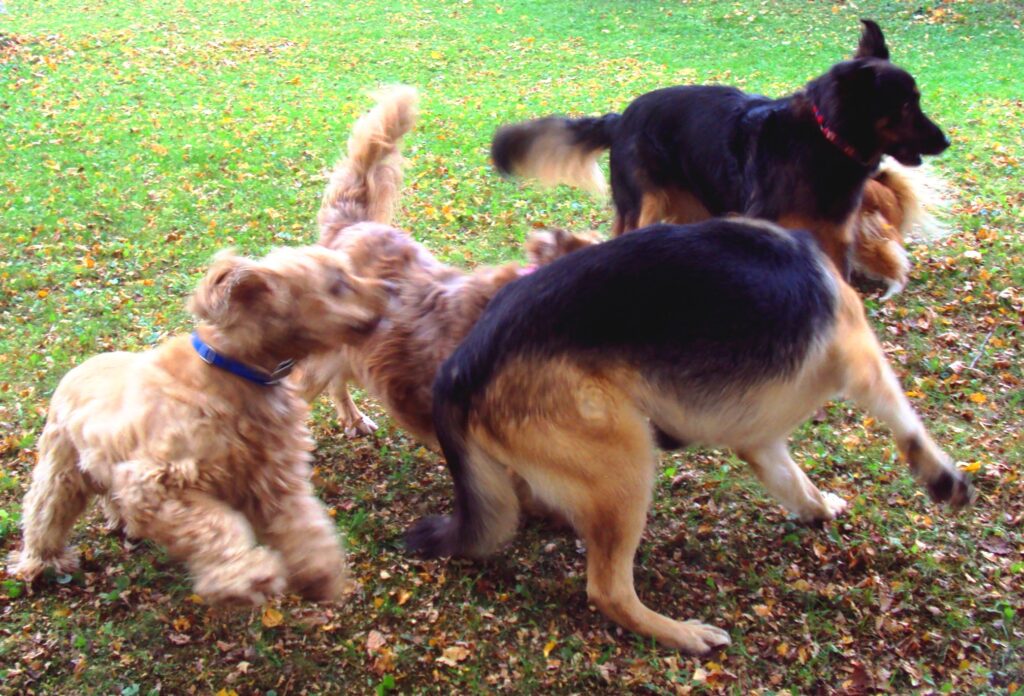 Buddy playing with the other dogs