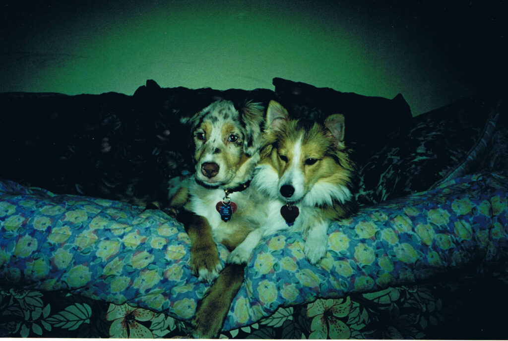 Tasha and Stevie as puppies